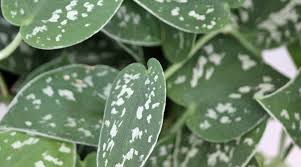 They are especially easy to grow and take care of. Philodendron Silver Houseplant Care Houseplant Care