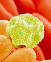 Polen Al Microscopio Microscopic Pollen Fotografia Microscopica Microscopio Diatomeas
