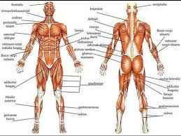 Muscles are soft body tissues that can tighten and relax to produce movement. Facts About The Muscular System For Kids Muscular System Youtube Muscular System Muscular System For Kids Muscular System Labeled