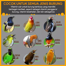 Jenggot mini/ciung air jawa mempunyai cirikas kicau yang cocok untuk masteran burung anda. Vitamin Burung Pomo X Power Vitamin Burung Kicau Terbaik Cocok Buat Segala Jenis Burung Kicau Burung Kacer Burung Murai Burung Jalak Lazada Indonesia