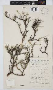 Image result for Eriocephalus microphyllus