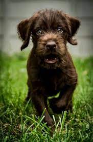 Pudelpointer - A Lovely Dog Breed From Germany Used Mostly For Hunting Read More Here - Httpwwwfordogtrainerscomindex Dogs Purebred Dogs Dog Friends