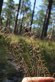 Image result for Sporobolus ioclados