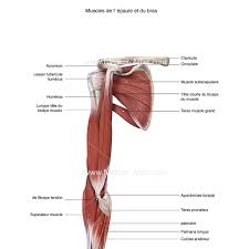 Play this quiz called label the muscular system and show off your skills. Labelled French Muscles Medical Artist Com
