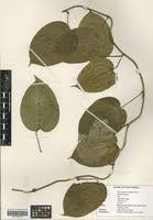 Image result for Dioscorea minutiflora