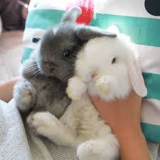 Take Care Of Your Pets Visit Petacom In To View Our Complete Range Of Pet Grooming Products Cute Baby Bunnies Cute Baby Animals Cute Animals
