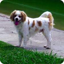 Easy to follow steps · beginner & advanced · modern and ethical Houston Tx Cavalier King Charles Spaniel Meet Tucker A Pet For Adoption