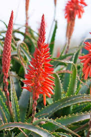 Die aloe gehört zur familie der liliengewächse. Aloe Arborescens Kur Nach Padre Romano Zago Anleitung