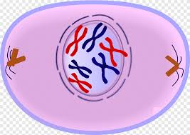 Mitosis is a part of the cell cycle and is preceded by the s phase of interphase and usually followed or accompanied by cytokinesis. Mitosis Cell Cycle Interphase Cell Division Prophase Cycle Diagram Angle Biology Png Pngegg