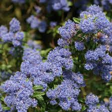 Maybe you would like to learn more about one of these? Buy Californian Lilac Ceanothus Concha 21 99 Delivery By Crocus