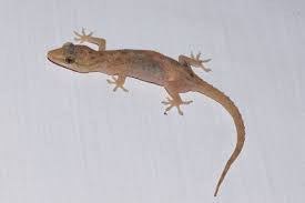 How To Get Rid Of Lizards Rules To Follow In 2021 Get Rid Of Lizards Lizard Small Lizards