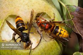 Image result for Crabbea velutina