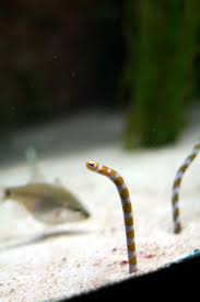 Garden Eel 1 Chicago Aquarium Shedd Aquarium Chicago Shedd Aquarium