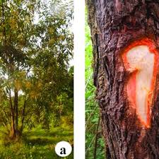 Image result for Erythrina madagascariensis