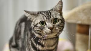 That said, there are some purebred cats that have been. 10 Of The Best Cat Breeds For Dogs Pet Health Insurance Tips