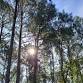 Summer Solstice Forest Bathing Walk