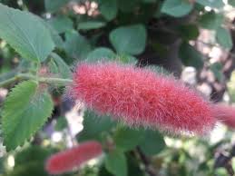 Image result for Acalypha hispida