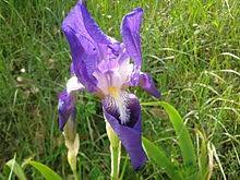 Iris Marsica Wikipedia