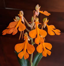 Image result for Habenaria arenaria