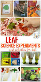 25 Leaf Science Experiments Activities And Sensory Ideas Natural Beach Living Science Experiments For Preschoolers Science Activities For Kids Science Experiments