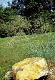 Image result for Eragrostis friesii