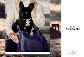 The singer had been in rome filming a movie at the. Lady Gaga S Dog Models For New Coach Campaign Mom Com