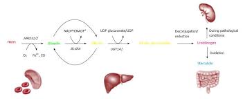 Bilirubin In Coronary Artery Disease Cytotoxic Or Protective