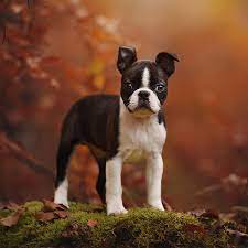 Obedience training · fix behavior problems · raise an adorable dog Boston Terrier Puppies For Sale Breeders In California
