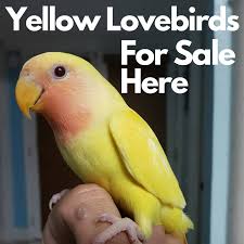 Find lovebirds for sale in chicago on oodle classifieds. Tampalovebirds Lovebirds Cockatiels Quaker And Conures Pet Birds