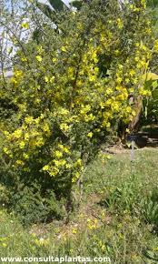 Image result for Rhigozum brevispinosum