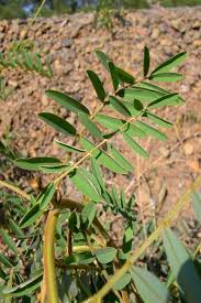 Image result for Tephrosia noctiflora
