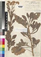 Image result for Nidorella auriculata