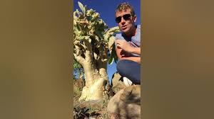 Image result for Cyphostemma elisabethvilleanum