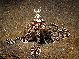 Mimic Octopus This Fascinating Creature Was Discovered In 1998 Off The Coast Of Sulawesi In Indonesia Mimic Octopus Octopus Species Weird Sea Creatures