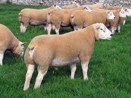 Le texel est, par excellence, une race d'herbage. La Race De Mouton Texelagriculture Races De Moutons