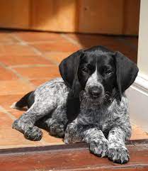 9 Weeks Old Gsp Puppy Pointer Puppies German Shorthaired Pointer Pointer Dog