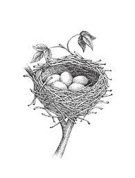 Realistic Drawing Of A Robin S Nest By Christy Beckwith Bird Drawings Bird Nest Realistic Drawings