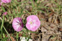 Image result for Convolvulus ocellatus