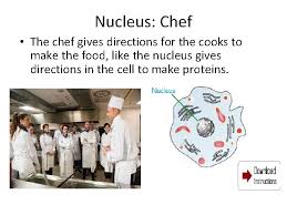 It is like the spacing between the cell membrane and the nucleus like the floor space to anywhere you need to go. How Is A Cell Like A Restaurant Cell