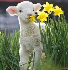 Easter Cute Animals Animals Funny Animals