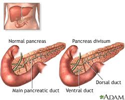 Image result for pancreas)