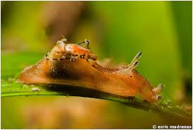 Image result for Hermannia parvula