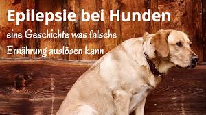 Epilepsie Bei Hunden Eine Geschichte Was Falsche Ernahrung Auslosen Kann Dogco De