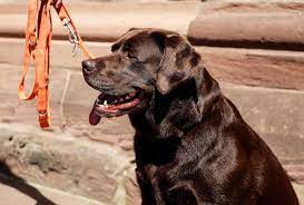 Using Apple Cider Vinegar For Dogs Skin Natural Itchy Skin Treatment Labrador Retriever Dog Labrador Retriever Dog Skin