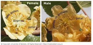 In other words, a male arctic kiwi (a. Pollinating Kiwifruit Science Learning Hub