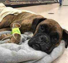 Boxer puppies for sale in pa. Boxer Makes Miraculous Recovery From Life At Amish Puppy Mill The Dodo