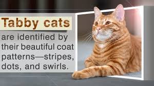 If you are interested, the decal i'm referring to that i made(have all the original sketches plus the.ai /.pdf files) i named 'loki's army'. Tabby Cats Are Known For Their Beautiful Coat Pattern Marked By Swirls Stripes And Dots However Tabby Is Not The Name Of Any Cat Cat Breeds Tabby Cat Cats