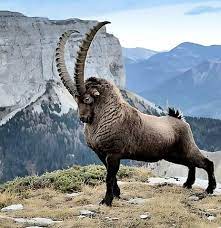 The alpine ibex (Capra ibex), often called the mountain goat of the Alps,&nbsp; is a symbol of Europe's alpine regions, renowned for its remarkable&nbsp; climbing skills and adaptation to harsh mountain environments.
