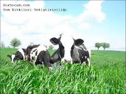 Yem Bitkileri Besin Degerleri