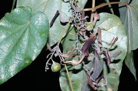 Image result for Aristolochia zenkeri